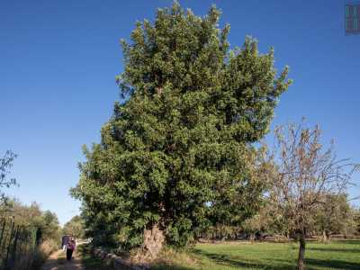 Dopo qualche minuto di cammino ecco stagliarsi sulla nostra destra, praticamente adiacente alla strada, il primo maestoso carrubo